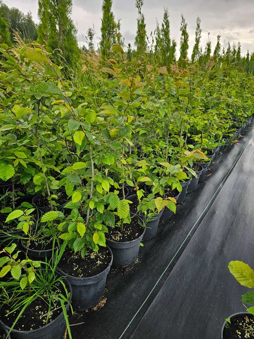 Grab pospolity 3l doniczka