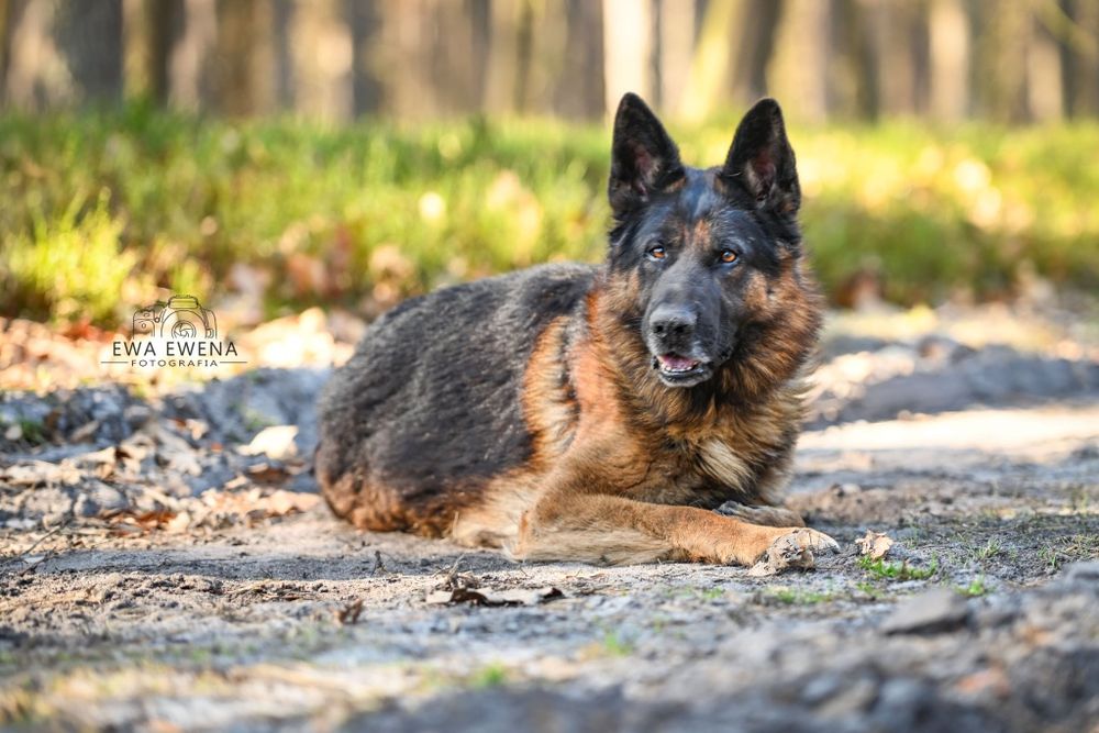 Rocki owczarek na 3 łapkach