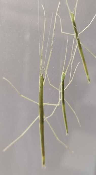 Patyczak skrzydlaty Sipyloidea sipylus straszyki