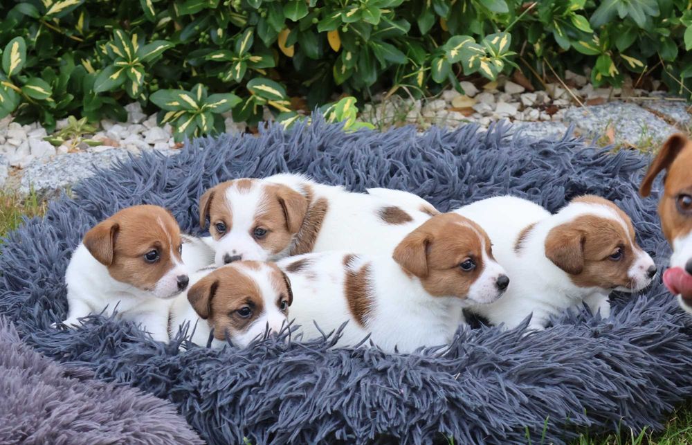 Jack Russell Terrier /ZKwP FCI- wzorcowa hodowla- PIESEK