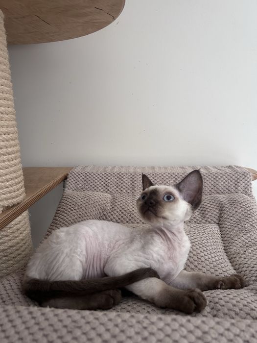 Piękny kocurek devon rex, point,