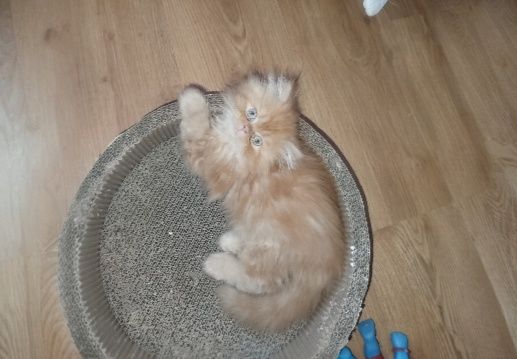 Pers,kot perski kocięta perskie