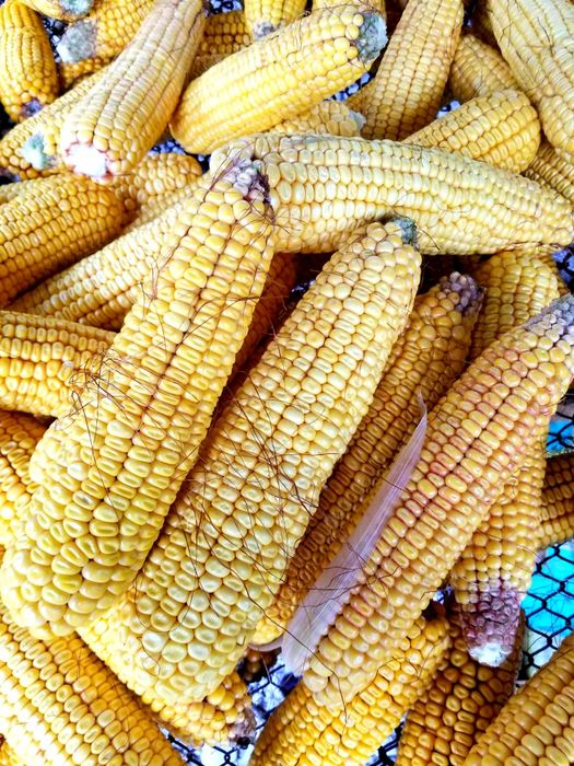 Кукурудза в качанах 2025