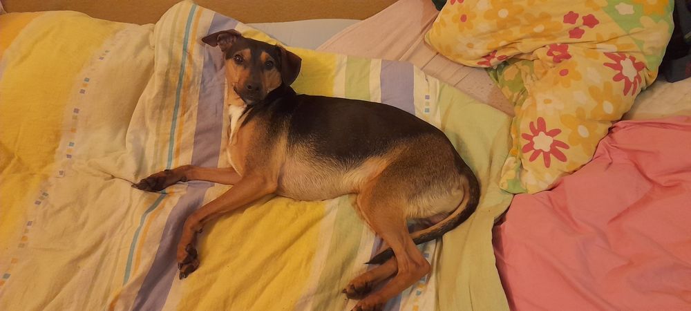 Oddam pieska w dobre ręce