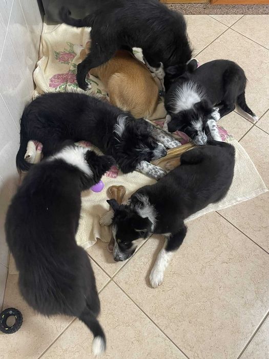 Border collies - macho e fêmeas