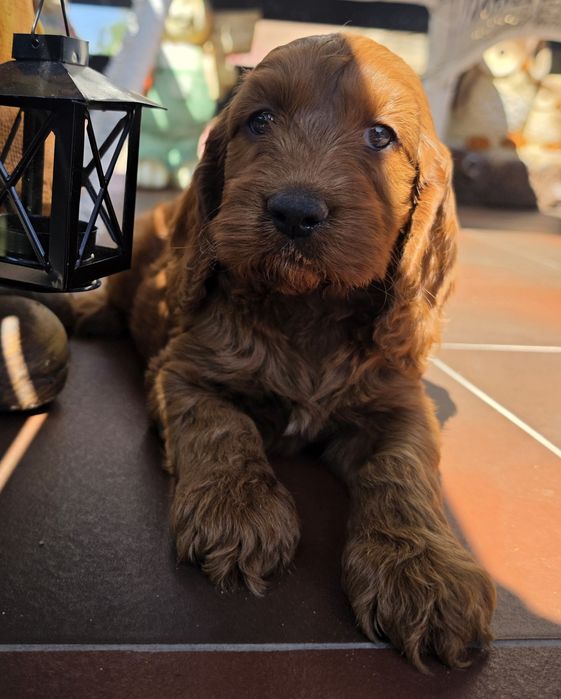 Suczka Cockapoo f1  Red Brown