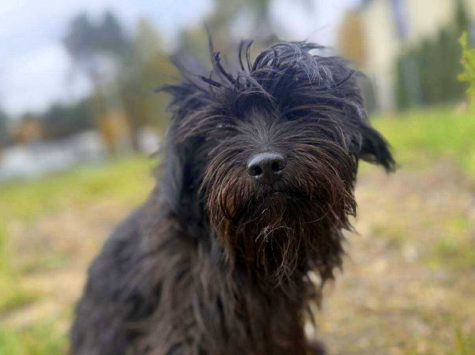 Czupurek - kudłaty czarny piesek, mały pies w typie terier Adopcja