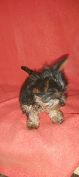 Yorkshire terrier