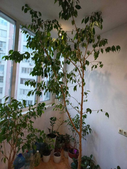 фікус бенджаміна 2,7м.