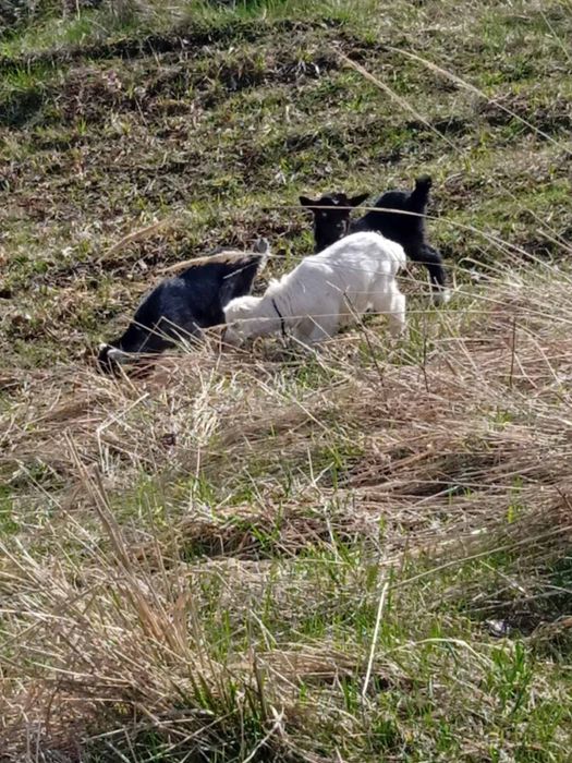 Продам цапи