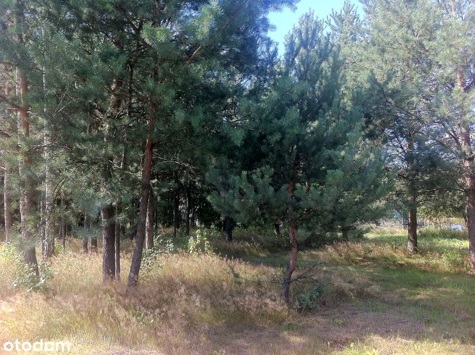 Zdjęcie 4