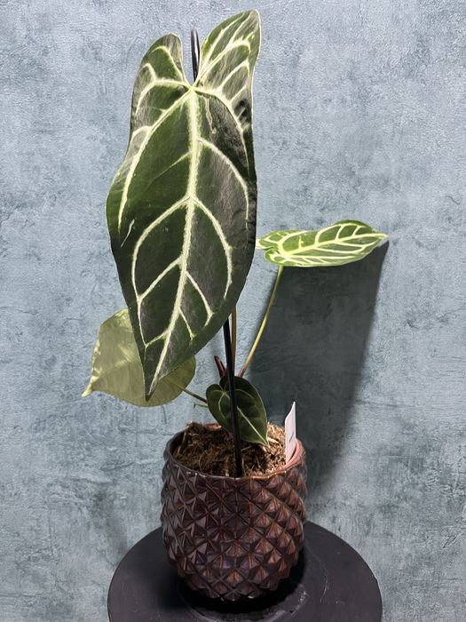 Anthurium Crystallinum X Regale  (Anthurium regale)