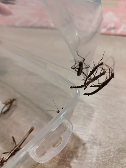 Straszyk filipiński- młode osobniki