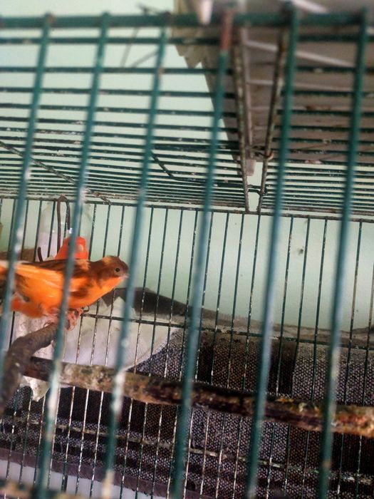 Canários machos e fêmeas