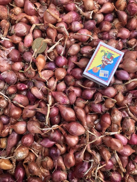 Продам Лук севок