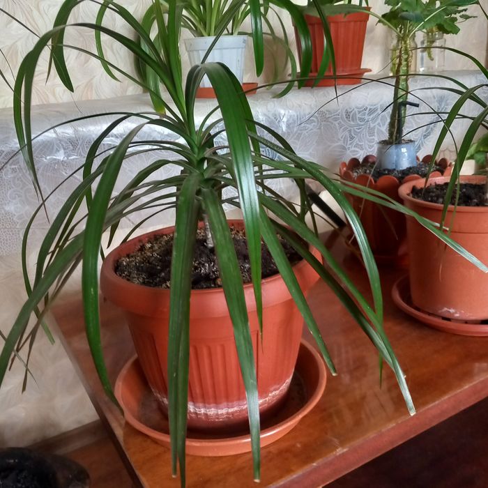 Комнатные растение.