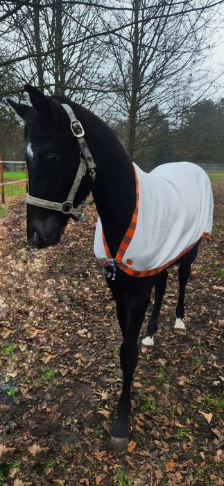 Sprzedam Ogierka skokowego po Cascado