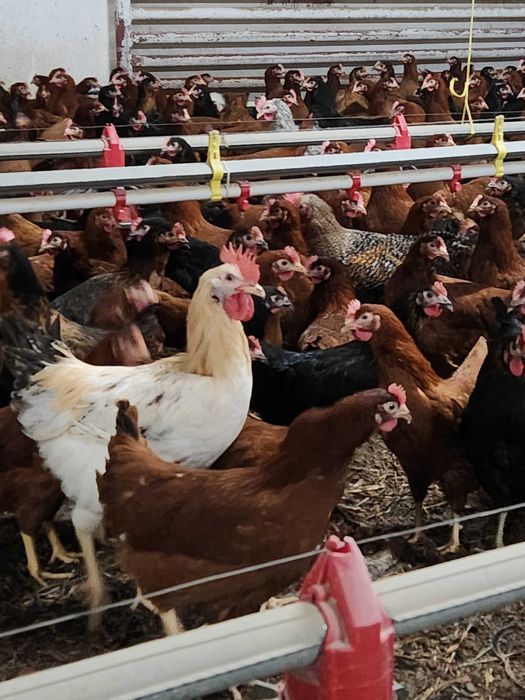 Kury nioski Rosa młode z wolnego wybiegu. Leghorn. Dowóz Gratis.