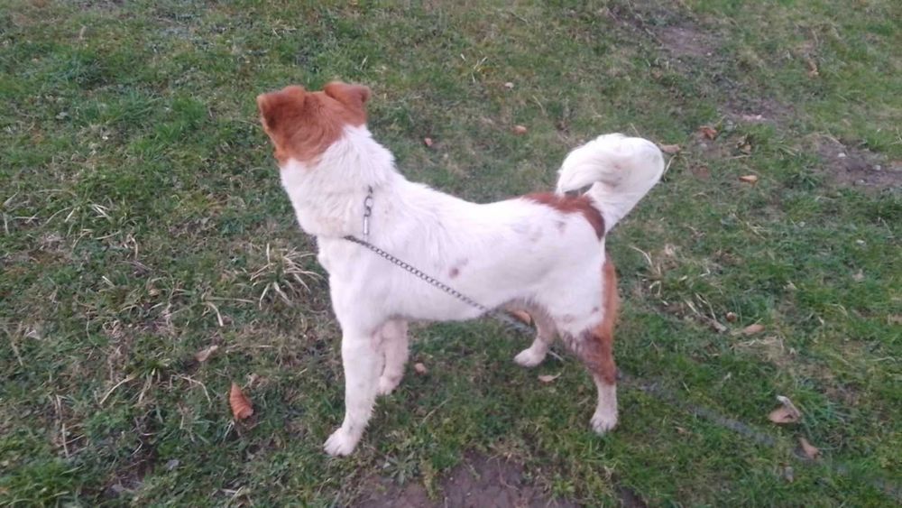 Грайливі парсон рассел тер'єри