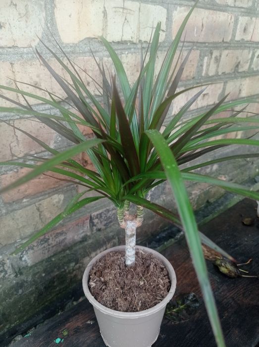 Драцена Маргината.