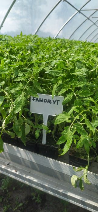 Rozsady warzyw(flancki,sadzonki)Pomidor ,Ogórek