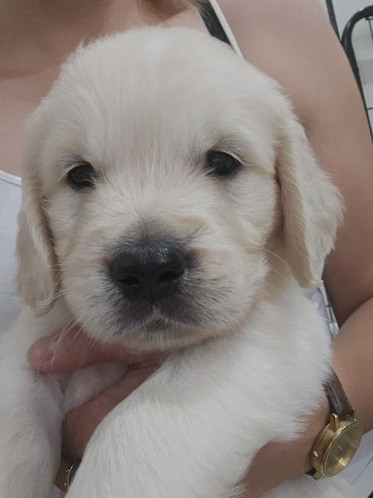 Golden Retriever kremowe szczenięta ZKwP FCI z rodowodem