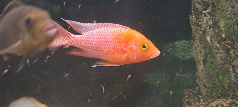 Pyszczak Aulonocara Fire Fish