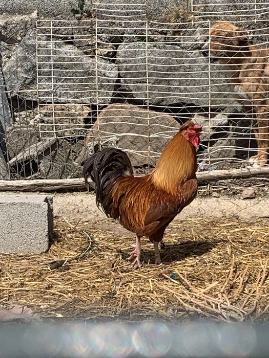 Galo para criação.