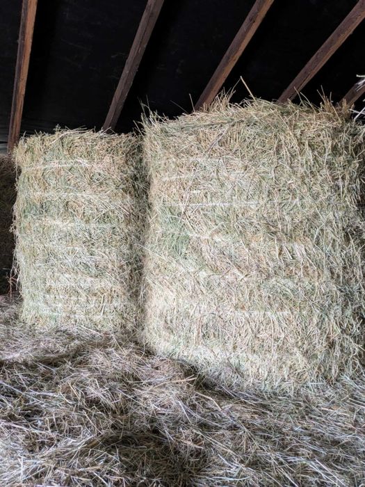 Siano baloty bele 120x120 oraz baloty siano lucerny