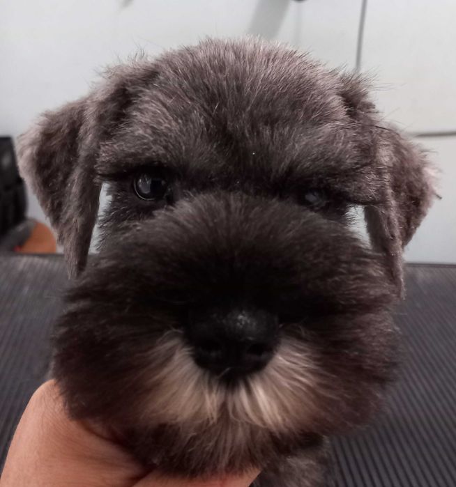 Schnauzer Mini Qualidade Entrega Norte