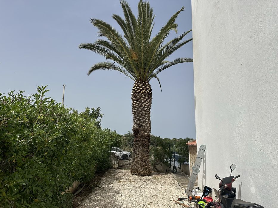 Jardineiro e manutencoes