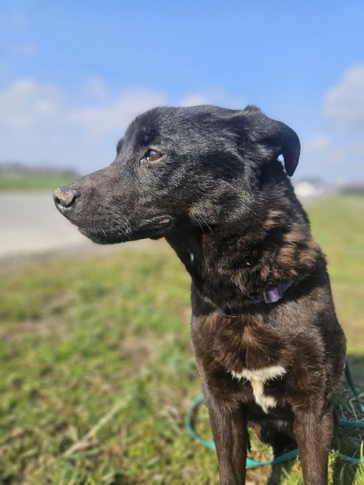 Kaprys szuka kochającego domku