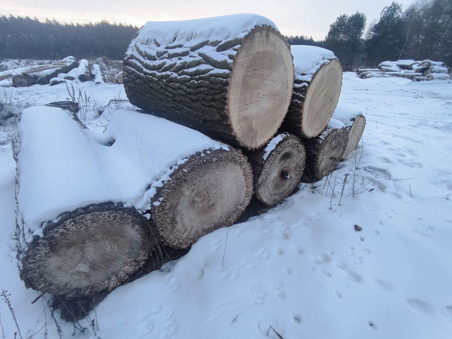 drewno Topola Osika Wierzba Lipa  sokory SOSNA