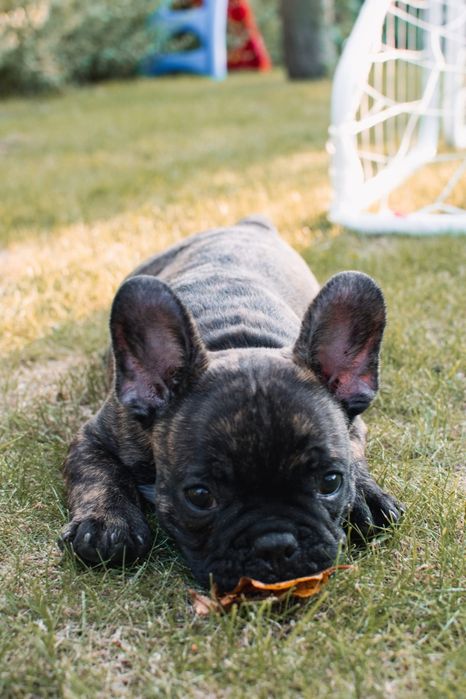 Buldog francuski-piękny piesek