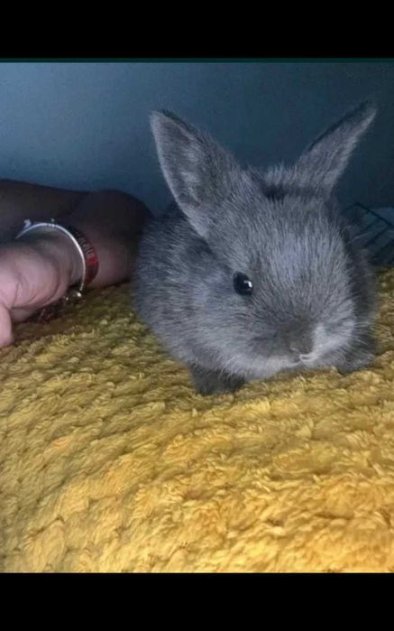 Coelhos anões fofinhos