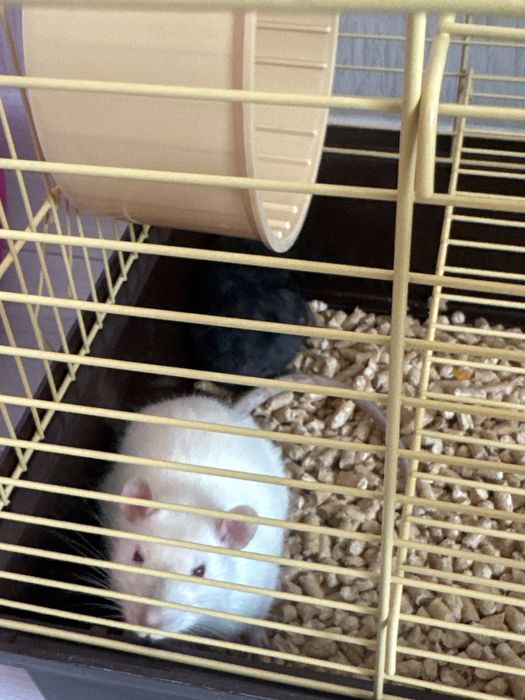 Віддам бесплатно