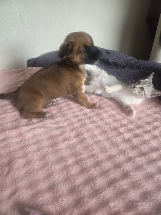 Cuido dos seus animais484760408588308481