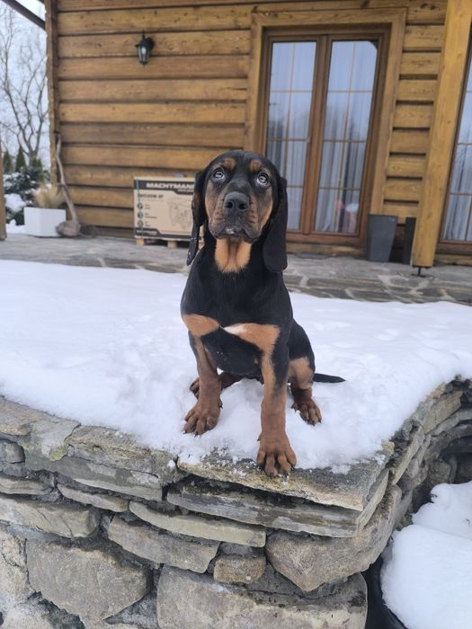 Suczka gończy polski