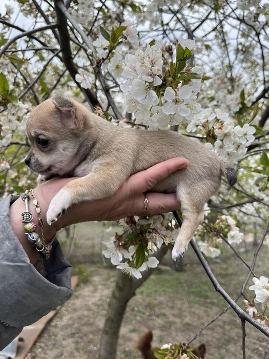 Готовы к продаже щенки чихуахуа.