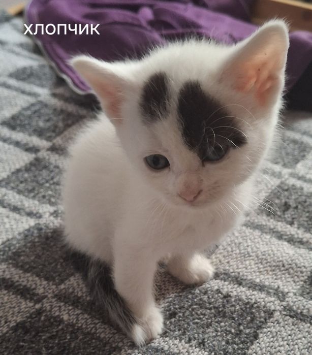 Кошенята в добрі руки