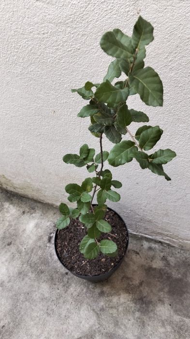 Jovem sobreiro com 60 cm em vaso