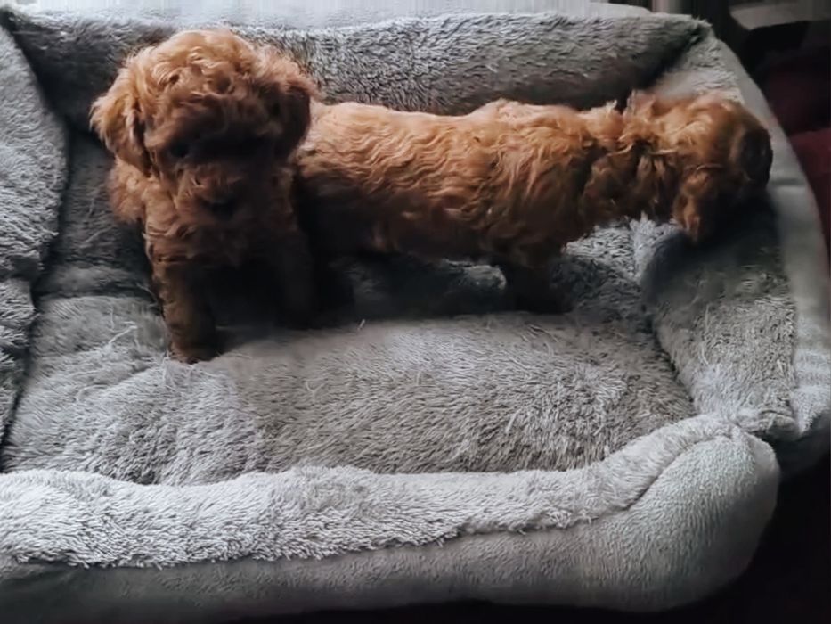 Дівчинка та хлопчик той пудель КСУ FCI, 1,5 місяці з документами (toy)