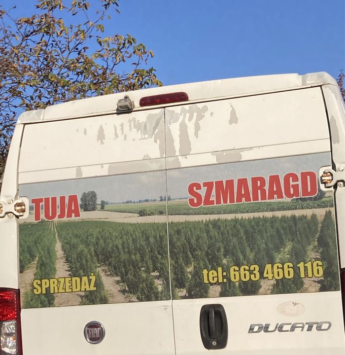 Tuja szmaragd 200-250 cm, Danica