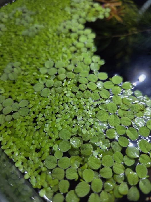 Salwinia, rośliny akwariowe pływające
