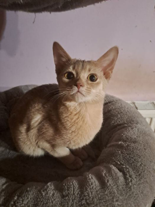 **CASSIE**kotka abisynska gotowa do odbioru.