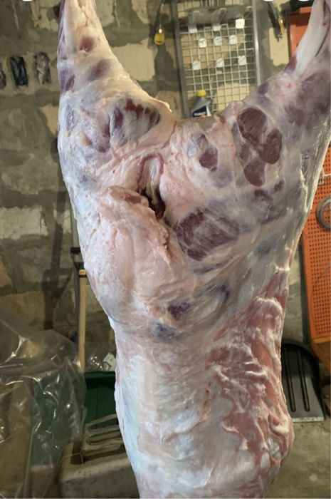 Продам тушку баранчика Дорпер