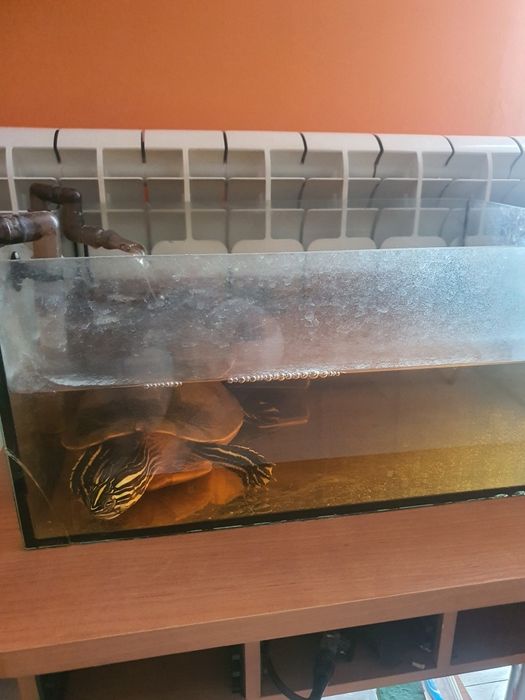 Sprzedam akwarium z całym wyposażeniem