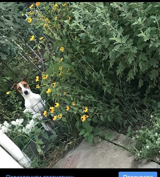 Джек Рассел В’язка