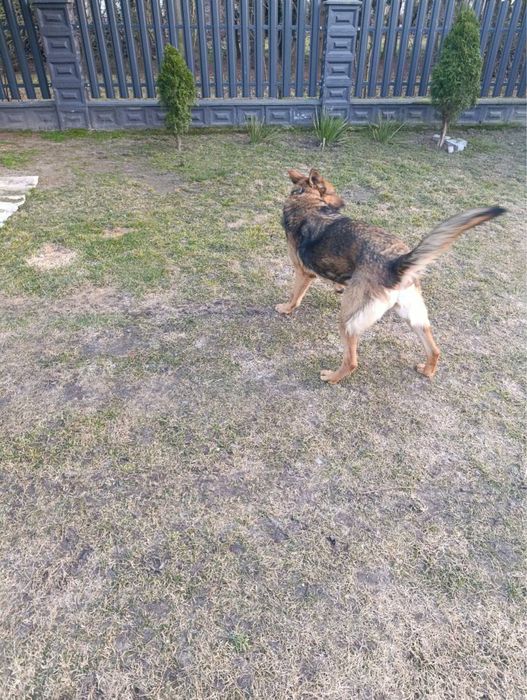 Oddam w dobre ręce dorosłą suczkę owczarek