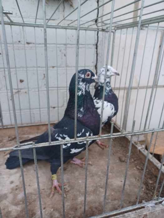 Gołębie Tygrysy czarne